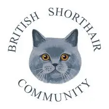 British Shorthair Kitten